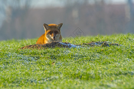 在狐狸洞穴的年轻狐狸荒野捕食者女性草地青少年动物群动物猎人食肉场地图片