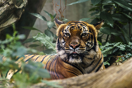 野虎在绿丛林中观察猎物荒野国家虎头食肉野生动物野猫动物老虎森林愤怒图片