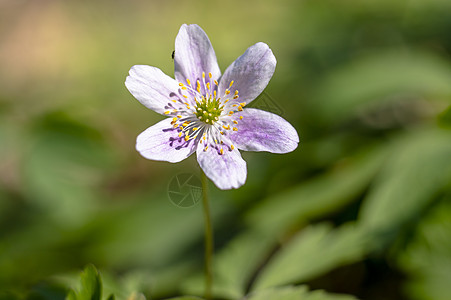 绿季森林中的果林风花叶子花朵团体野花木头植物群毛茛花束脆弱性白头翁图片