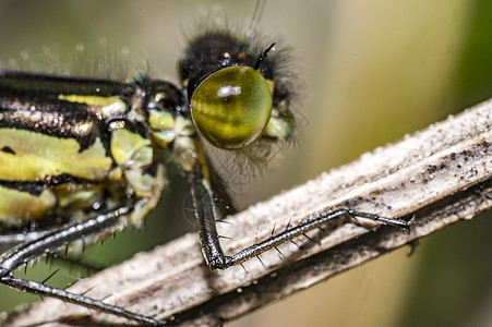 大自然的青龙飞翔夏季季节蓝色触手微距天线宏观飞行蜻蜓植物腐烂摄影图片