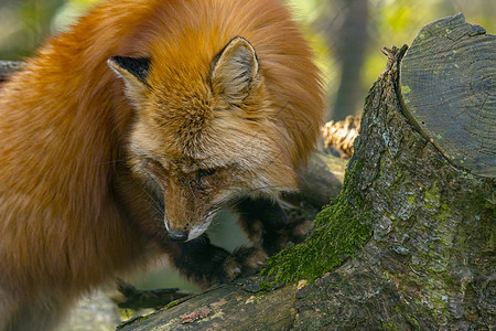 夏光红狐狸狩猎季节棕褐色警报荒野幼兽手表日光自然捕食者眼睛女性图片