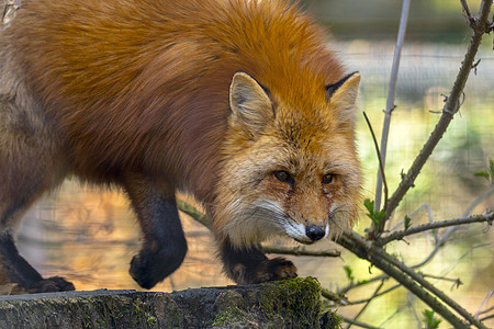夏光红狐狸狩猎季节沙丘猎人眼睛动物橙子棕褐色自然手表青少年红狐图片