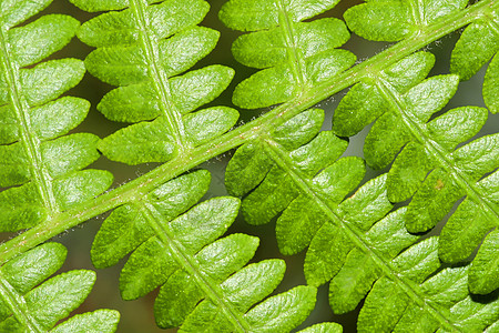 Fern Leaf 西班牙瓜达拉姆国家公园荒野植物野生动物叶子生态旅游生态栖息地生物环境生境图片