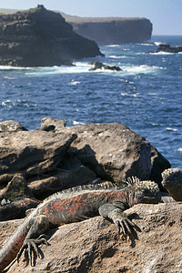 厄瓜多尔加拉帕戈斯国家公园海洋Iguana生物鬣蜥栖息地多样性生态动物群动物学蜥蜴荒野世界遗产图片