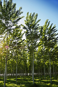 黄木树草地对比度木头阳光植物蓝天发抖白杨树叶子环境图片
