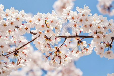 美丽盛开的樱花sakura细节并特写水果柔软度投标季节花园宏观植物学压痛植物群园艺图片
