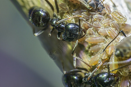 小黑闪亮的蚂蚁挤在一棵老树上瓢虫蚜虫野生动物森林热带甲虫休息工作室动物植物图片