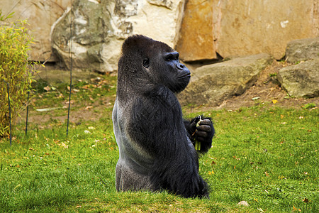 动物园的大猩猩动物群灵长类眼睛旅游目的地动物雨林人猿热带原始人图片
