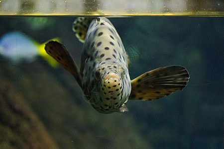 鱼在水族馆 海洋生物 水下 绿色和自然野生动物中的鱼类动物群小丑条纹动物情调热带生活游泳荒野宠物图片