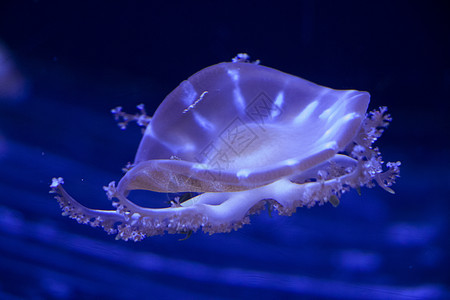 水下Jellyfish热带游泳海洋生物动物条纹小丑盐水海蜇异国触须图片