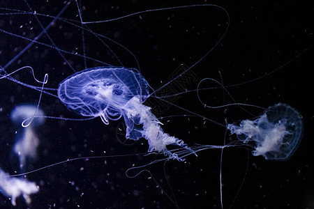 水下Jellyfish条纹水族馆热带荒野生活盐水小丑蓝色海蜇游泳图片