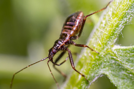 自然林绿织物叶上的小幼虫虫植物漏洞甲虫热带昆虫条纹动物蜜蜂工作室环境图片