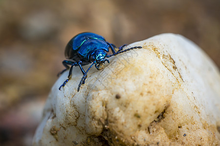 天蓝叶甲虫在一块石头上吃饭时吃荒野漏洞动物雨滴水滴植物花瓣昆虫蓝色植物群图片