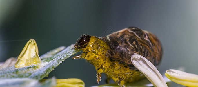 小麦尾巴上的重谷物虫害虫瘟疫甲虫昆虫毛虫休息昆虫学蜜蜂害虫瓢虫生活植物图片