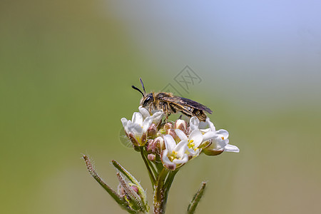 a 小蜜蜂昆虫在草原上的植物上女士花园害虫危险瓢虫漏洞飞行眼睛动物甲虫图片