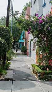 来自科约阿坎居民区的人行道 周围被特雷斯和植物包围背景图片