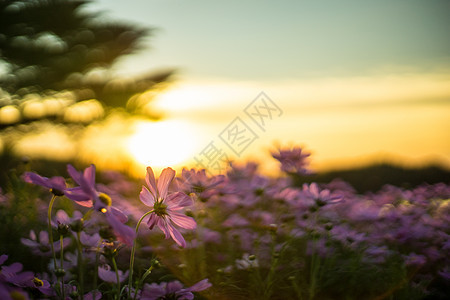 粉粉宇宙花朵日落季节绿色美丽黄色白色荒野场地天空太阳图片