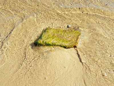 绿藻或海草在水中的岩石或石头支撑植物群海滩海藻藻类植物植物学图片