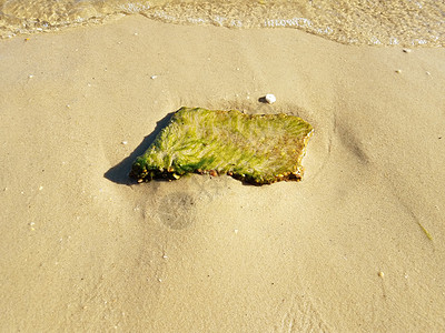 绿藻或海草在水中的岩石或石头支撑海滩植物学植物海藻藻类植物群图片