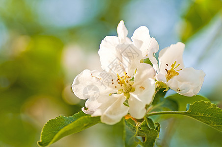 苹果花叶子生长水果蓝色植物学天空植被香气植物花瓣图片