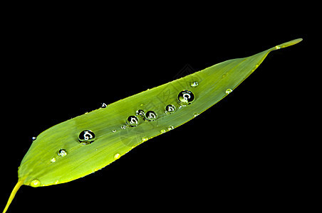 竹子叶子花园热带生长公园文化生活丛林植物环境图片