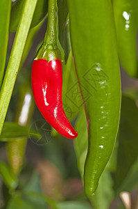 辣红色和绿色食物美食团体蔬菜季节烹饪水果植物胡椒香料图片