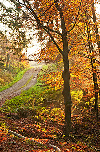 秋天森林秋天涂有油漆的森林情绪棕色树木牧歌季节性木头黄色红色背景