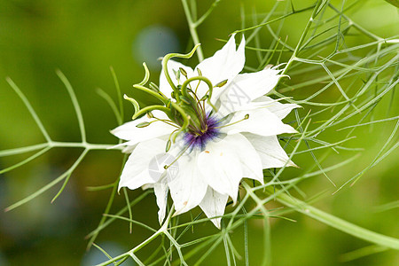 紧闭花 蓝花或白花黑色花朵草本植物宏观白色蓝色植物学花园植物绿色图片