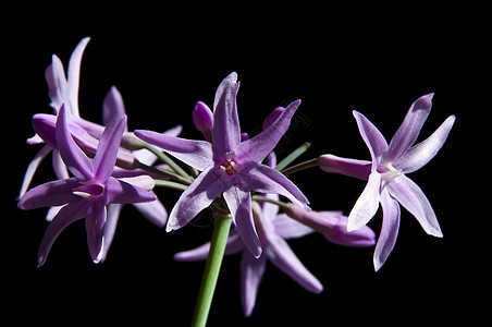 图尔巴吉亚紫色宏观草本植物香料百合植物温室厨房背景图片