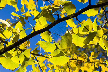 秋青树叶 秋黄金果叶和蓝天自然季节银杏叶公园生长叶子银杏树银叶阳光植物图片