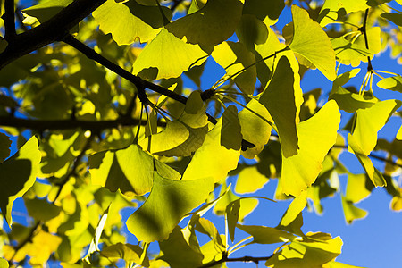 秋青树叶 秋黄金果叶和蓝天树木公园叶子落叶阳光银杏树药品银叶生长森林图片
