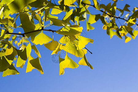 秋青树叶 秋黄金果叶和蓝天公园森林植物叶子背景落叶银叶药品植物园树木图片