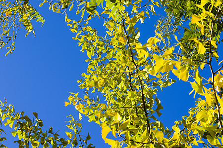 秋青树叶 秋黄金果叶和蓝天银叶落叶叶子公园植物森林生长季节银杏叶自然图片