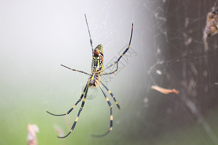 有选择性地关注蜘蛛和蜘蛛的巨型网络的封闭视图漏洞狼蛛昆虫猎人动物野生动物捕食者森林荒野科学图片