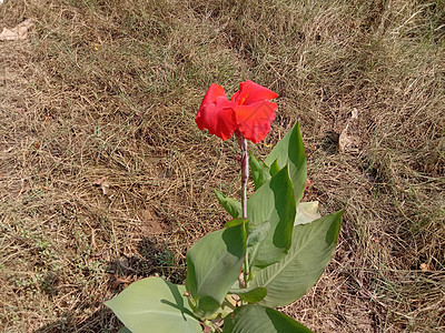 带绿树的红彩花洋甘菊橙子花盆花朵绿色红色植物群粉色雏菊花瓣图片