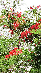 带绿树的红彩花植物群场地农场雏菊花朵季节花瓣洋甘菊绿色美景图片