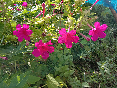 带绿树的红彩花场地花园花朵植物群季节农场橙子花瓣洋甘菊植物图片