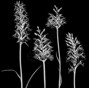 粉红兰花植物 有复制空间荒野花瓣热带野花花园生物学野生动物植物群温泉兰花图片