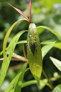 植物叶上的绿色黄色大热带甲虫图片