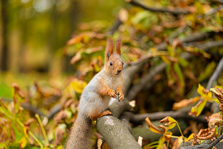 秋天松鼠近距离的肖像 一个毛茸茸的美丽的松鼠 在树枝上背景