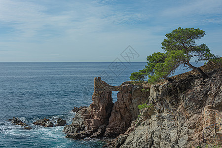 海景海滨 山边有一棵独树的海边岩石图片