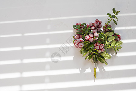 兰莓和林子莓 野生的北边浆果树叶植物季节植物群叶子花束收成水果食物森林图片