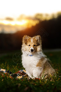 谢特兰羊犬狗 日落时雪梨家庭毛皮牧羊人宠物牧羊犬乐趣公主工作室成人诡计图片