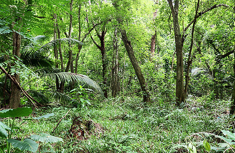 塞奇河不同地方的美丽绿色雨林拍摄照片风景林地森林岩石溪流旅游公园树木叶子植物图片