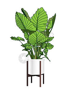海芋 一种时髦的室内植物 现代花盆 植物花瓶 植物生长 矢量图图片