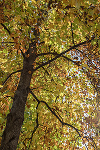 秋树木头环境黄色绿色落叶季节树木花园叶子季节性图片