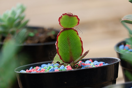 一种供养者花园风格房子礼物沙漠园艺叶子植物学花盆生长图片