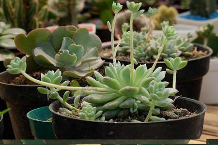 一种供养者植物学生长房子植物群叶子沙漠装饰风格房间礼物图片