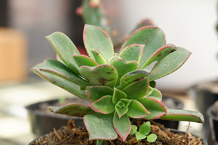 一种供养者植物学花盆桌子植物群沙漠生长植物花园礼物风格图片