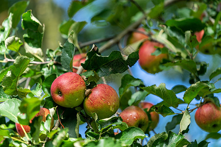 苹果树枝日落时在水果农场的树枝上贴近苹果 新鲜叶子果园农业植物环境收成花园太阳日光晴天背景